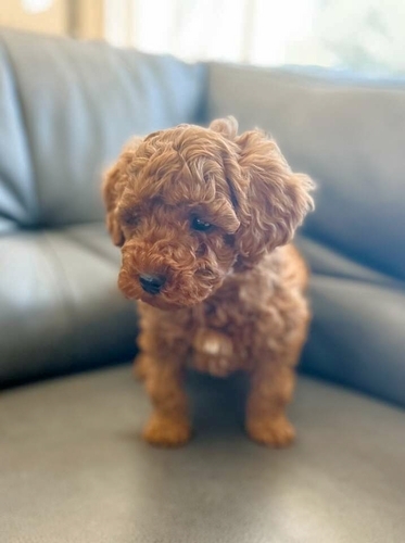 Toy F1B Goldendoodle Puppies