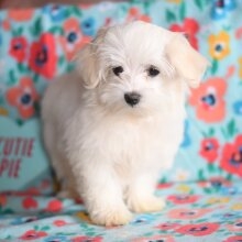 Cute tea cup Maltese puppies for sale