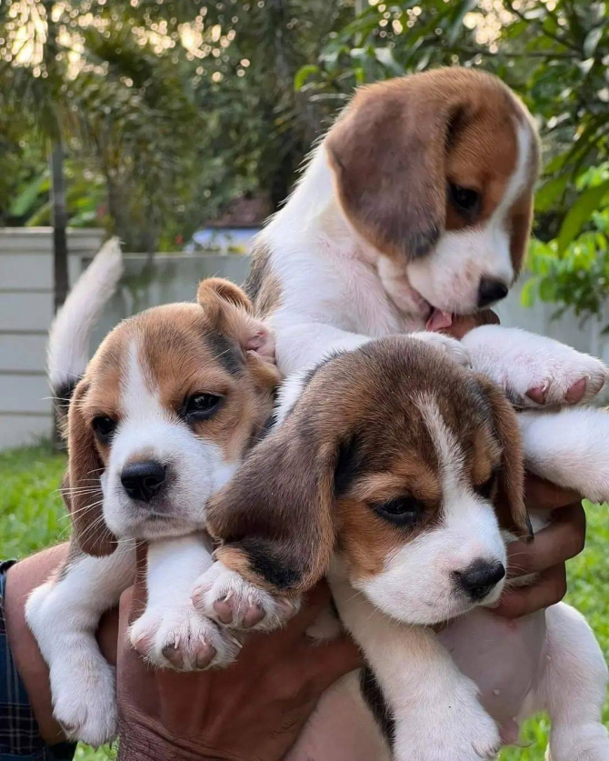 Beagle puppies For Sale 626 655 1287
