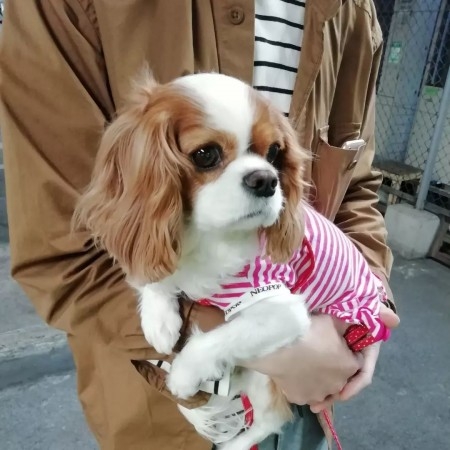 Adorable CKC registered Cavalier king Charles puppies