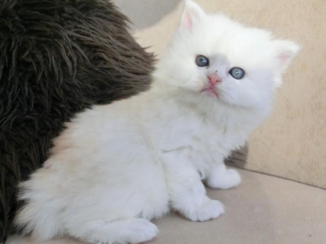 male and female Persian kittens