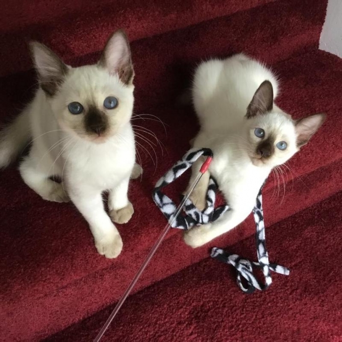 male and female Siamese kittens