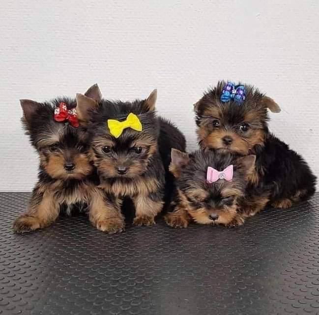 Yorkie puppies for adoption 