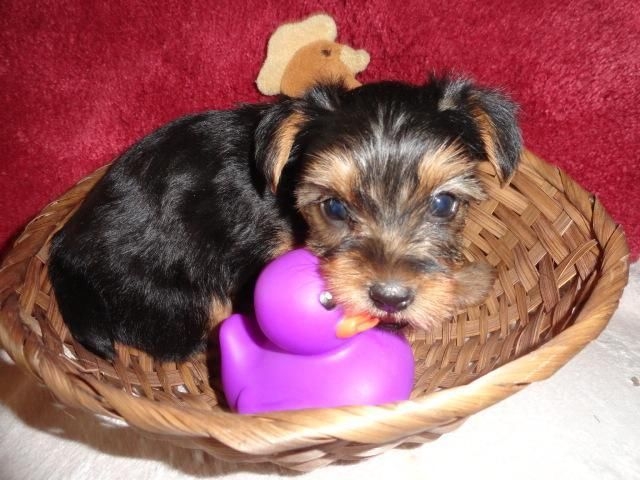 Beautiful teacup yorkie puppies available.