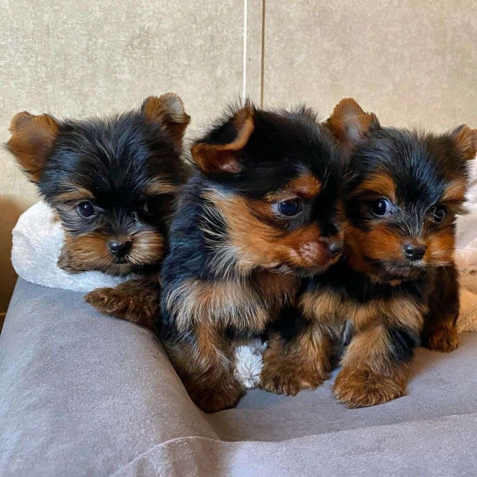 Amazing Yorkie Puppies Looking for a New Home