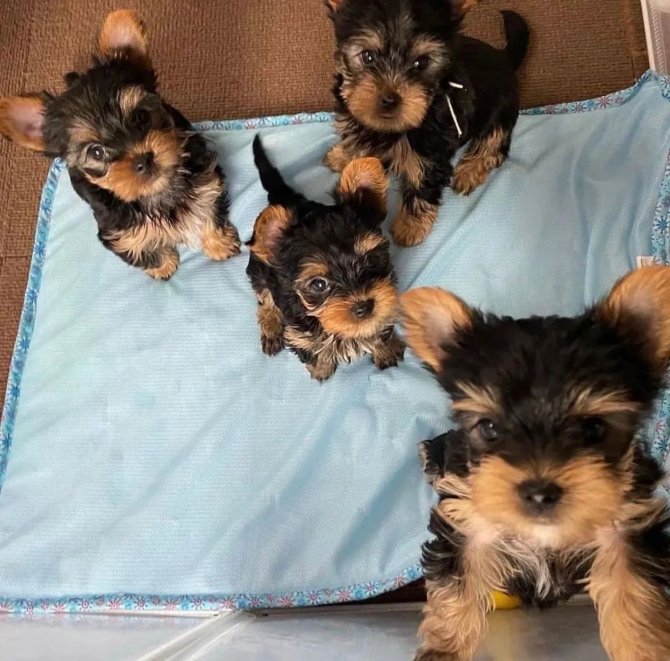 Adorable Yorkies puppies available for sale 