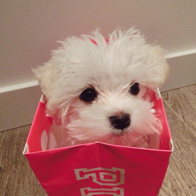  Super Adorable Teacup Maltese Puppies Text 657 233-7601  for more details