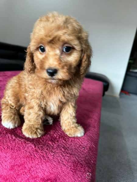   Adorable AKC registered Poodle puppies
