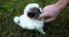 Lovely Pomeranian Puppies ..contact- us at-707377-8057..