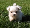 Lovely Pomeranian Puppies ..contact- us at-707377-8057..