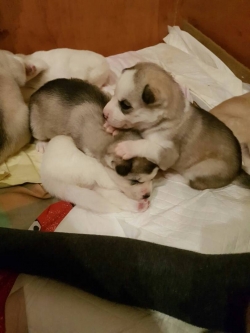 Husky puppies for rehoming