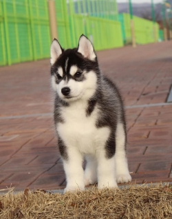 Siberian Husky puppies available