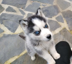Siberian Husky Puppies Available