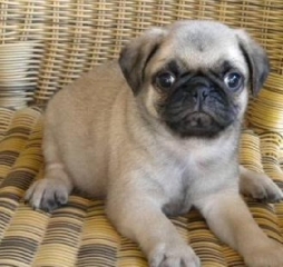 Charming and Cute Pug Available to go