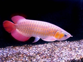 We have available and supply quality arowana fishes like, Asian red, RTG, super red, chili red, Gold