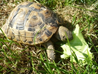 Radiata, elegans, sulcatas, greek and other land tortoises for sale.