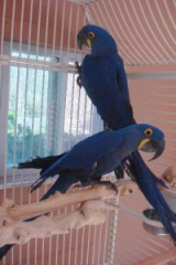 Proven Bonded Pairs of Hyacinth Macaws for Sale