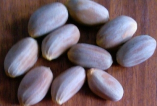 Encephalartos Seeds, Annato Seeds