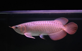 Quality Arowana fishes of all breeds and sizes now ready for sale at affordable prices cheap