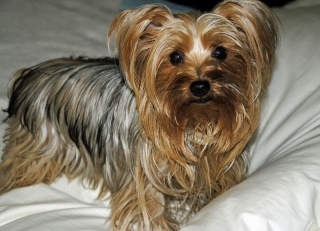 Amazing Yorkshire Terrier for Sale