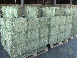 QUALITY GREEN ALFALFA HAY FOR OUR RACING HORSES..HOT SALES!!