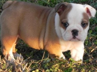 Healthy Looking English Bulldog puppies available for re-homing