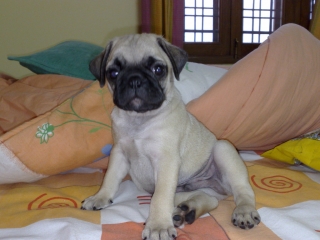 Lovely pug Puppy For Sale