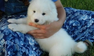 Adorable and Cute Samoyed puppies