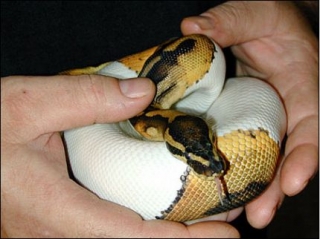 Very healthy and cute piebald  pythons available