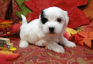 3 Awesome Maltese Puppies For Sale!!