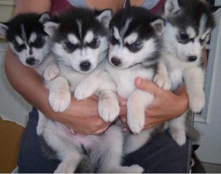 Gorgeous lovely siberian husky puppies for adoption