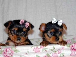 Nice looking yorkie pups available to a good home