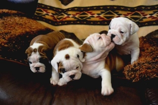 English bulldog puppies ready for any loving and caring home