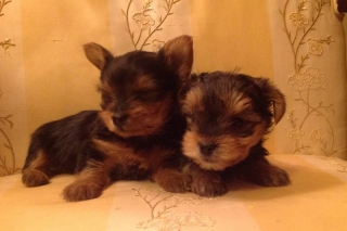  Yorkshire Terrier Puppies Or Text On 323 412-7928