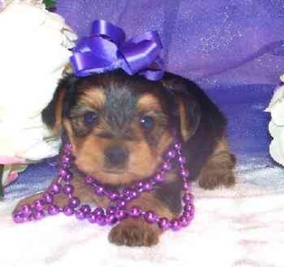 Pure Breed Male/Female Teacup Yorkie Puppies For Lovely Homes