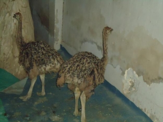 2 to 3 Months Old Ostrich Chicks and Fertile Ostrich eggs for sale
