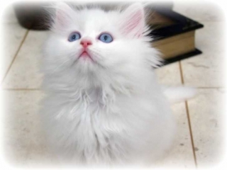  Cute White Persian Female Kitten $700