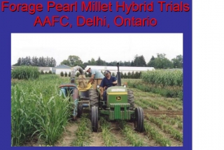 Pearl Millet  Sorghum 30 Seeds