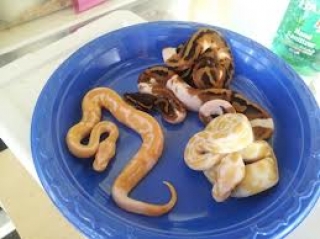 Well Tame Albino And Piedbald Python For Adoption