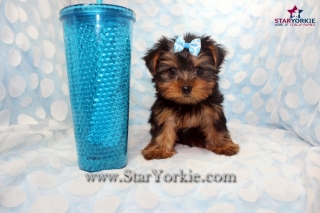 Tiny Teacup Star Yorkshire terrier Star Yorkie Puppies Available Now!!!