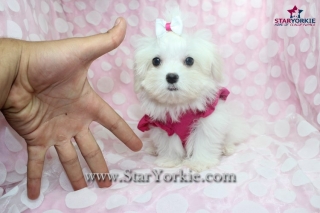 Teacup Maltese Puppies Available Now!!!