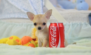  Chihuahua Purebred Registered Puppies Teacup Sizes