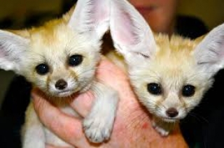 Licensed Fennec Fox  Babies For Sale-Text-206-508-5582