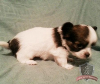 Adorable Male Chihuahua Puppy for sale;$800 