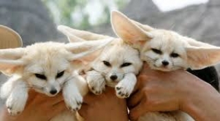 Adorable Babies Fennec Fox Babies For Sale
