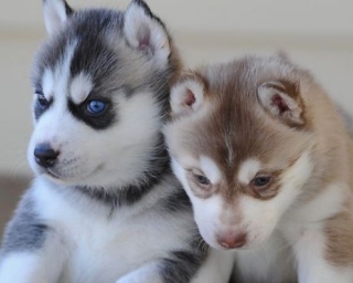 Outstanding Siberian husky puppies