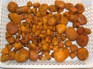   Cow /Ox Gallstones for sale