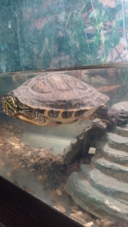 Turtle
