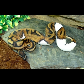  New Babies Albino And Piebald Ball Pythons!