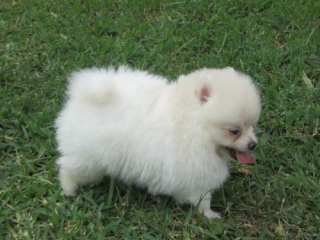 Top Quality And Purebred Pomeranian Pups 